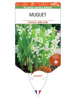 CONVALLARIA majalis voir Muguet