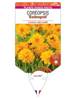 COREOPSIS BADENGOLD (simple jaune)