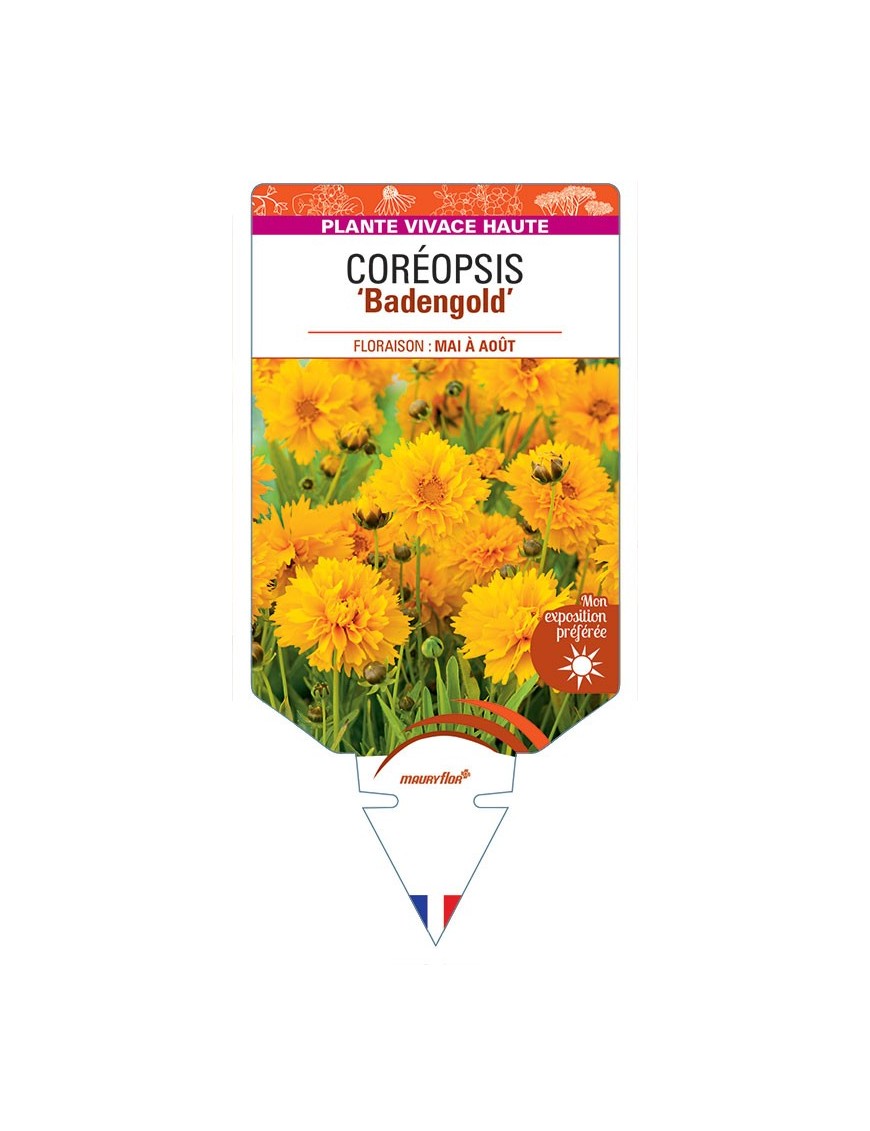 COREOPSIS BADENGOLD (simple jaune)