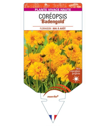 COREOPSIS BADENGOLD (simple jaune)