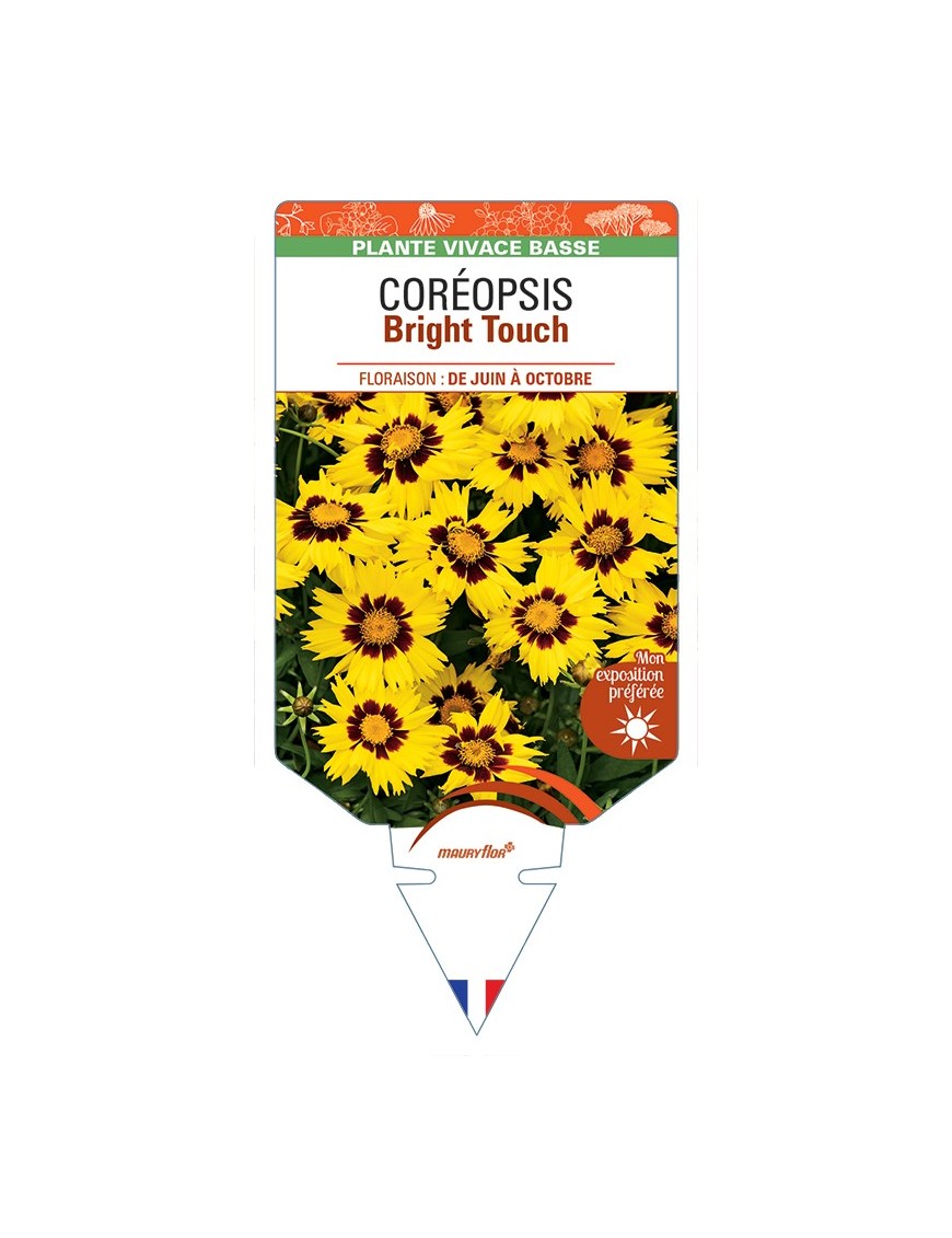 COREOPSIS (grandiflora) Bright Touch