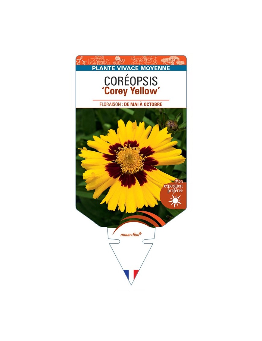 COREOPSIS (grandiflora) Corey Yellow