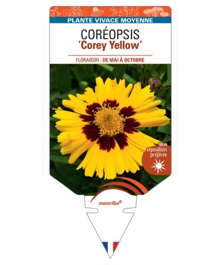 COREOPSIS (grandiflora) Corey Yellow