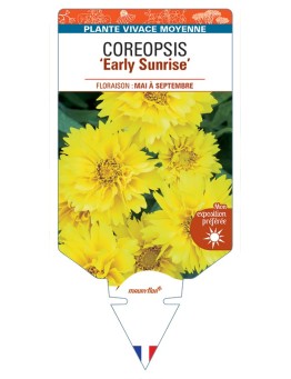 COREOPSIS (grandiflora) Early Sunrise
