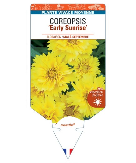 COREOPSIS (grandiflora) Early Sunrise