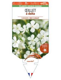 DIANTHUS deltoides voir ŒILLET A DELTA (blanc) *