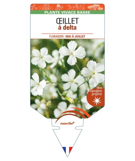 DIANTHUS deltoides voir ŒILLET A DELTA (blanc) *