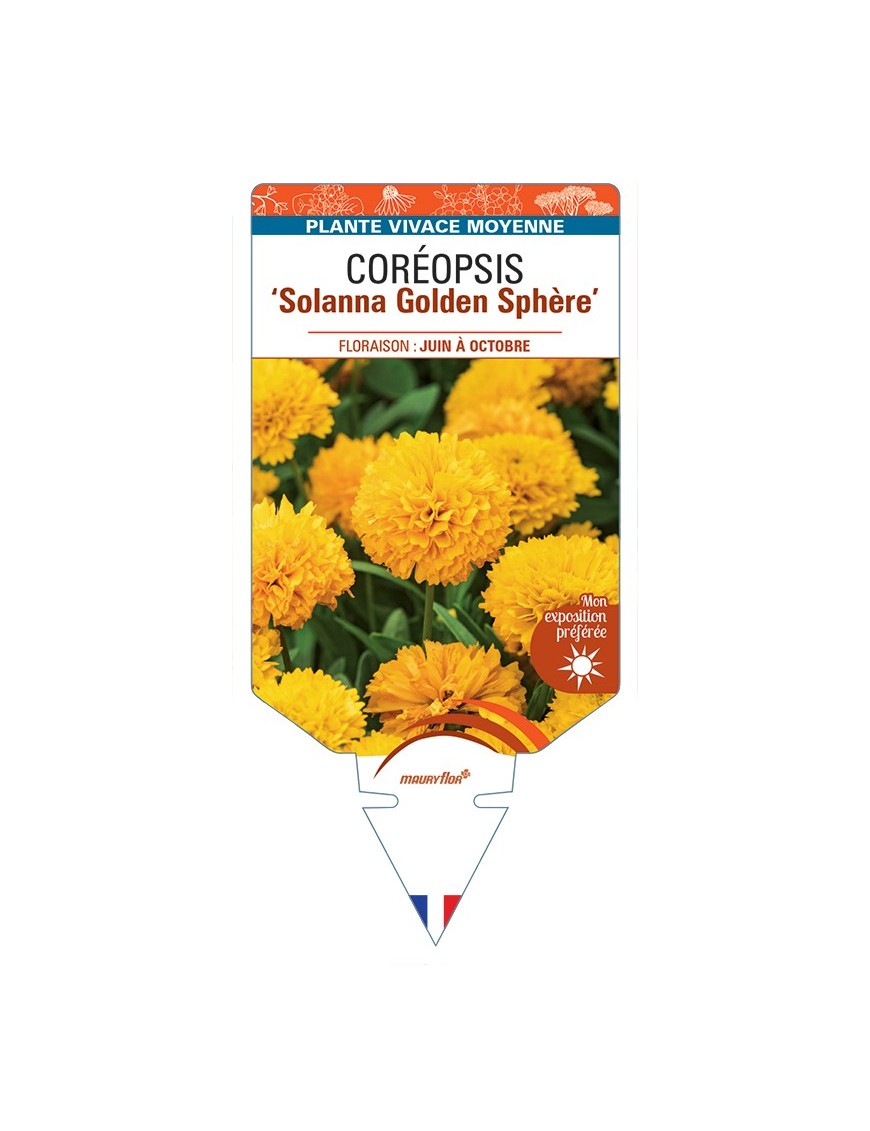 COREOPSIS (grandiflora) Solanna Golden Sphère