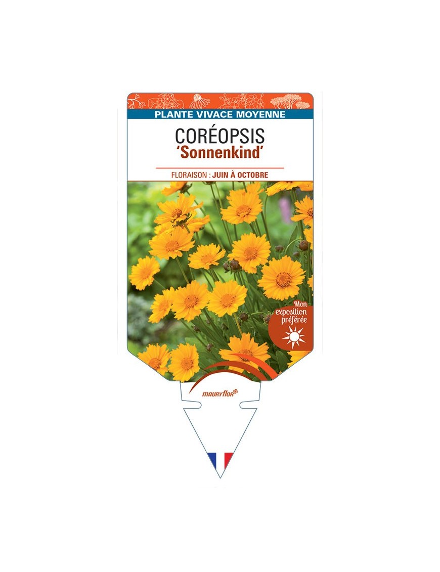COREOPSIS (grandiflora) SONNENKIND