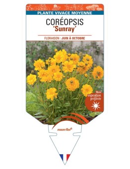 COREOPSIS (grandiflora) SUNRAY