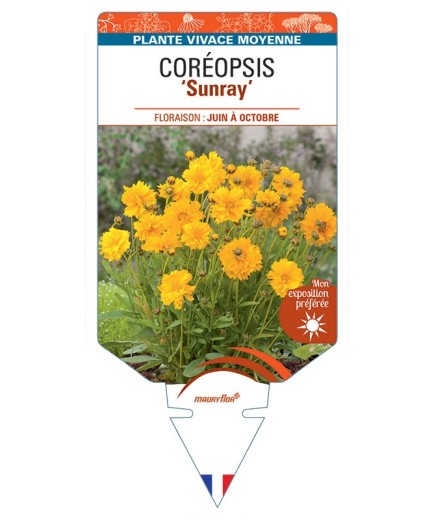 COREOPSIS (grandiflora) SUNRAY