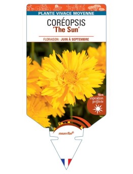 COREOPSIS (grandiflora) The Sun