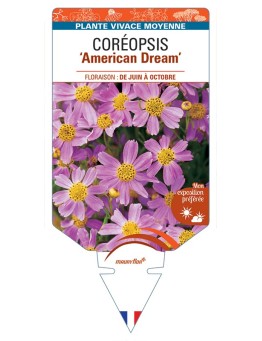 COREOPSIS (rosea) American Dream