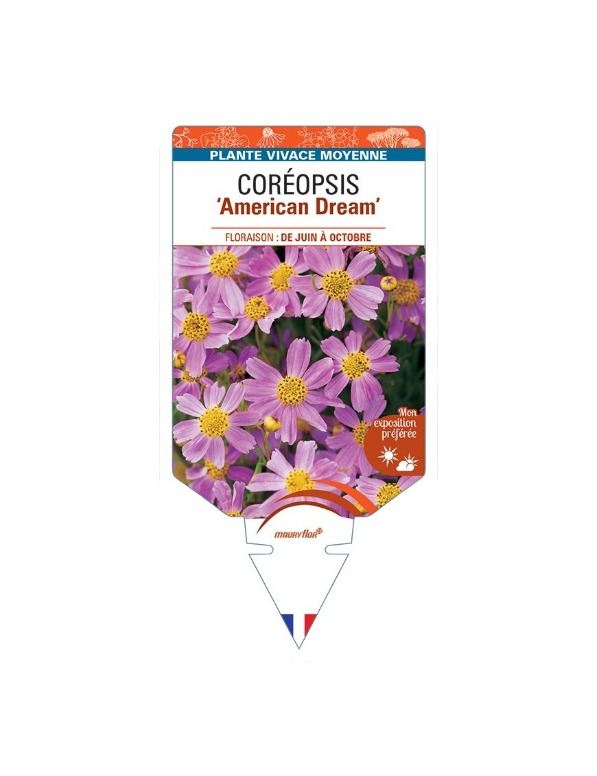 COREOPSIS (rosea) American Dream