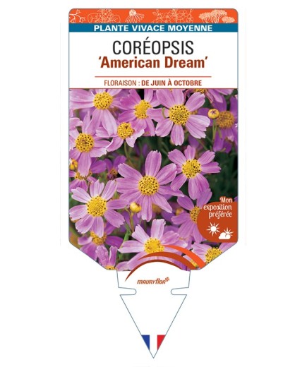 COREOPSIS (rosea) American Dream