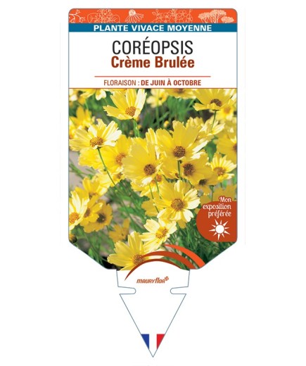 COREOPSIS Crème Brulée