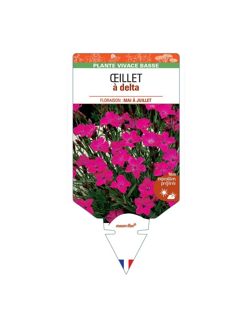 DIANTHUS deltoides voir ŒILLET A DELTA (rose)
