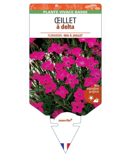 DIANTHUS deltoides voir ŒILLET A DELTA (rose)