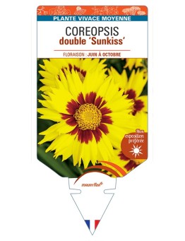 COREOPSIS double Sunkiss