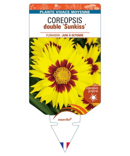 COREOPSIS double Sunkiss
