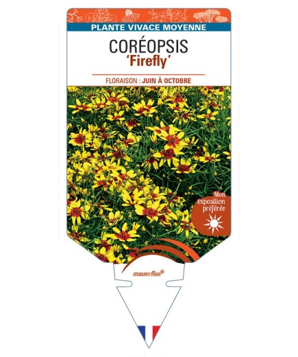 COREOPSIS Firefly
