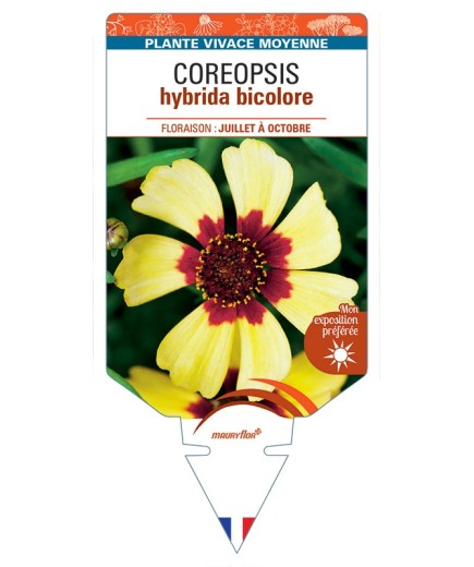 COREOPSIS hybrida bicolore