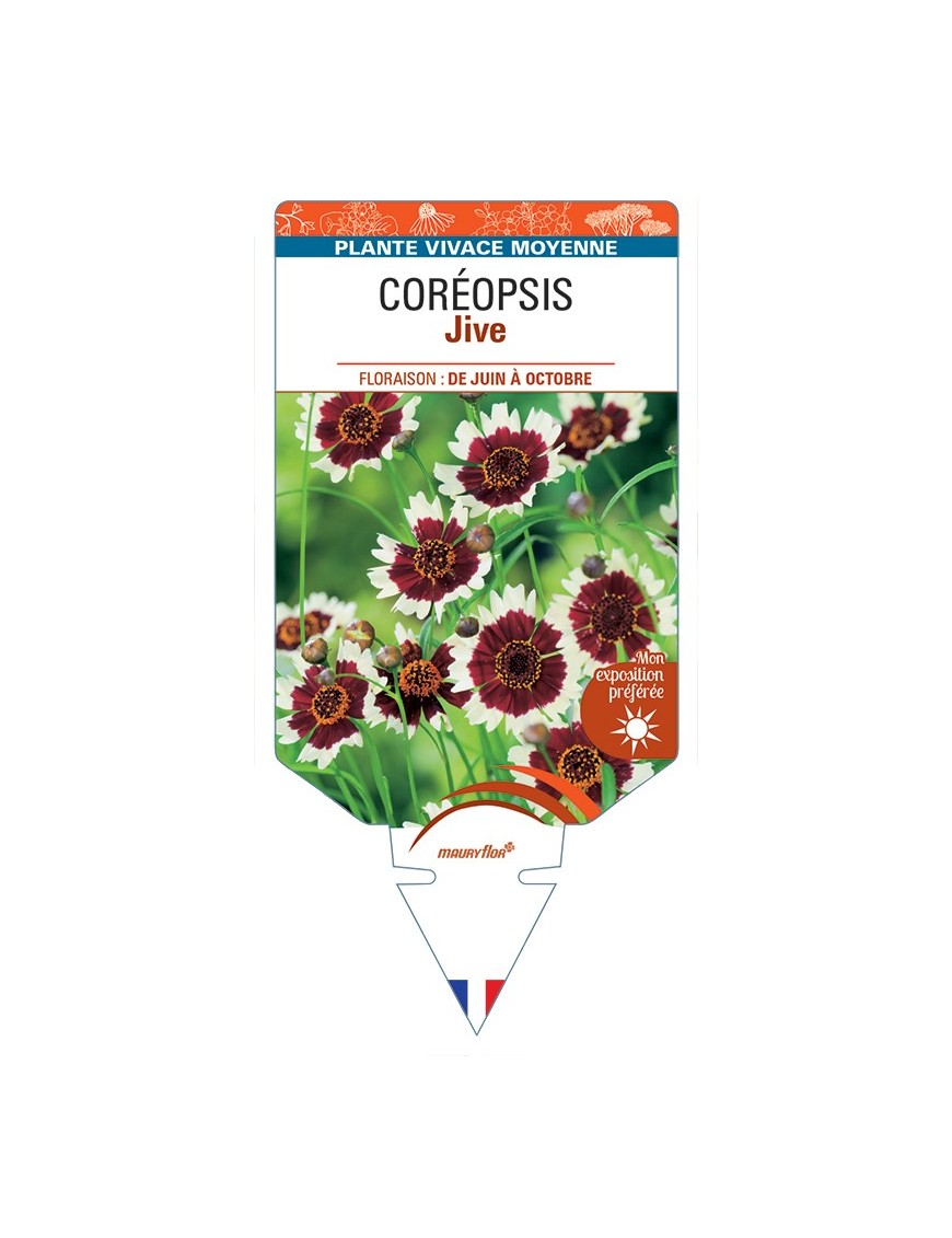 COREOPSIS Jive