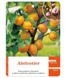 Abricotier (sans nom)