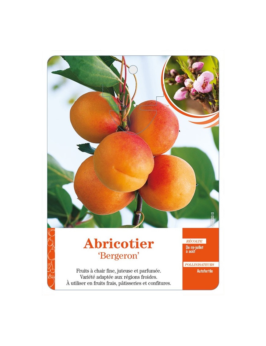 Abricotier ‘Bergeron’