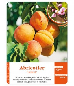 Abricotier ‘Luizet’