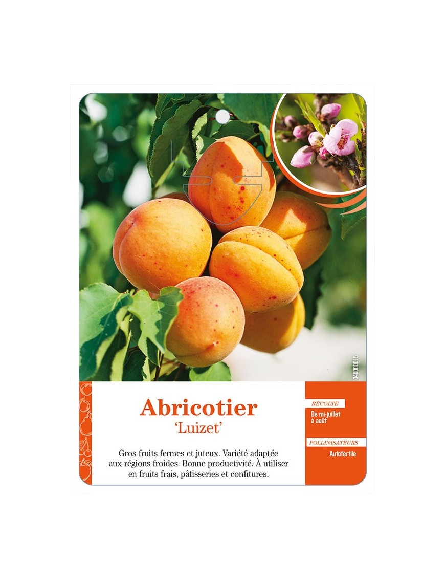 Abricotier ‘Luizet’