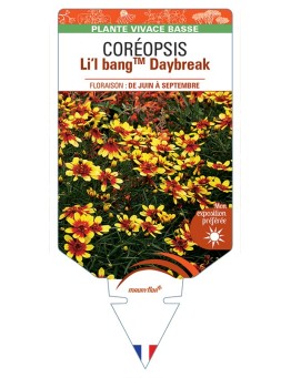 COREOPSIS Li'l BangTM Daybreak