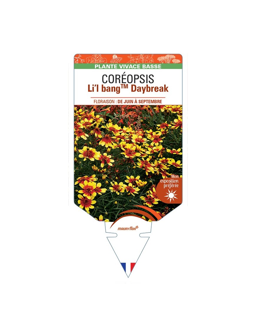 COREOPSIS Li'l BangTM Daybreak