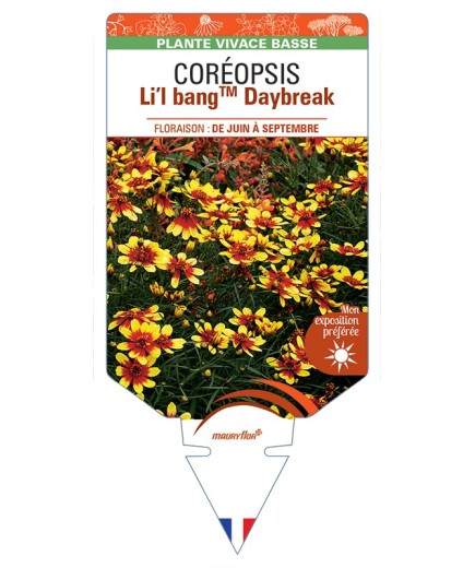 COREOPSIS Li'l BangTM Daybreak