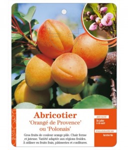 Abricotier ‘Orangé de Provence’ ou ‘Polonais’