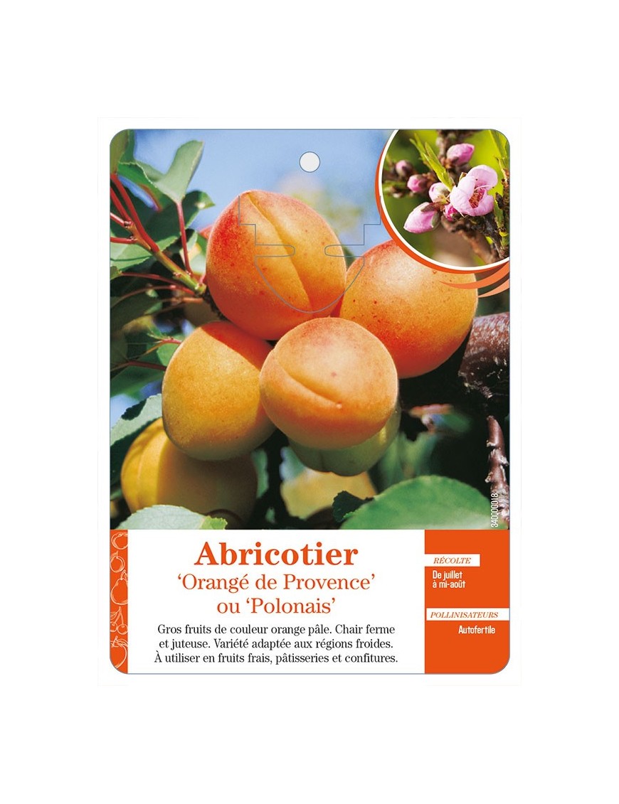 Abricotier ‘Orangé de Provence’ ou ‘Polonais’