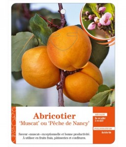 Abricotier ‘Muscat’ ou ‘Pêche de Nancy’