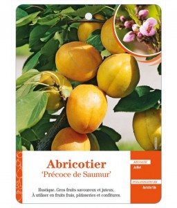 Abricotier ‘Précoce de Saumur’