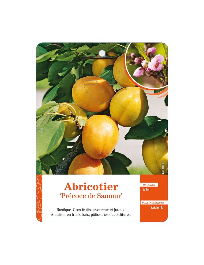 Abricotier ‘Précoce de Saumur’