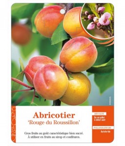 Abricotier ‘Rouge du Roussillon’