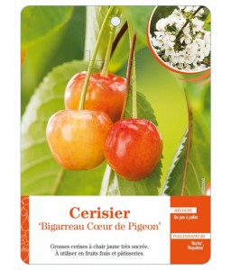 Cerisier ‘Bigarreau Cœur de Pigeon’