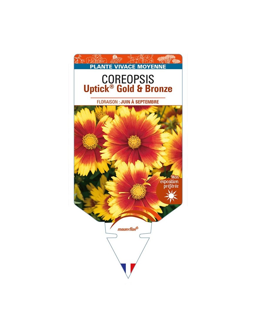 COREOPSIS Uptick® Gold & Bronze