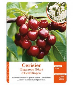 Cerisier ‘Bigarreau Géant d’Hedelfingen’