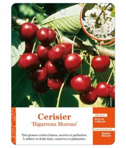 Cerisier ‘Bigarreau Moreau’