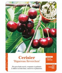 Cerisier ‘Bigarreau Reverchon’