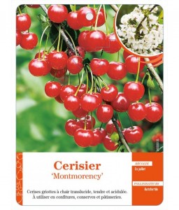 Cerisier ‘Montmorency’