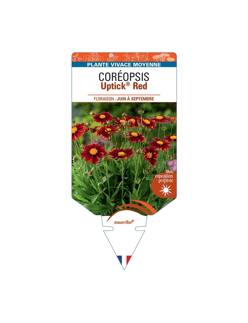 CORÉOPSIS Uptick® Red