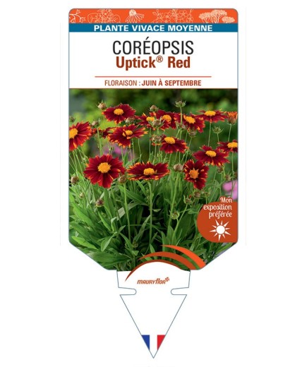 CORÉOPSIS Uptick® Red
