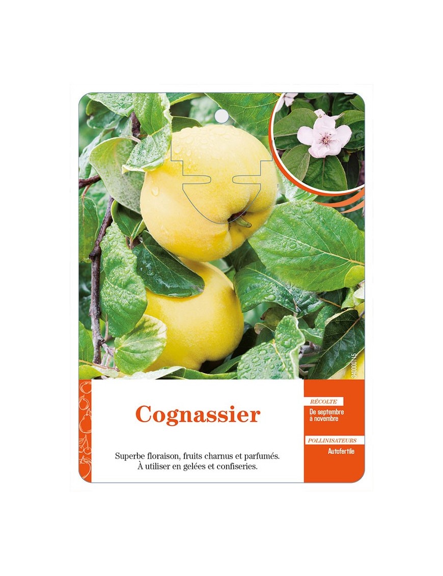 Cognassier