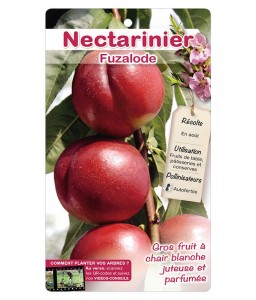 Nectarinier ‘Fuzalode’